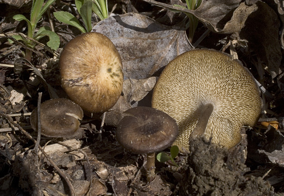 Polyporus brumalis